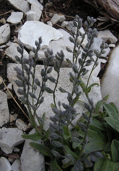 Da deteminare: Myosotis?